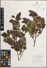Foto von Salix mielichhoferi Saut. x Salix myrsinifolia Salisb.